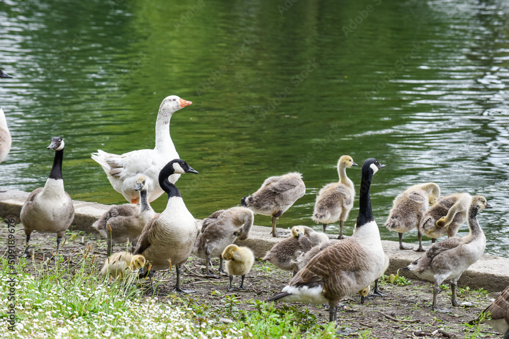 Baby goose chicks or goslings feed at the river bank protected by adult geese Baby goose chicks or goslings feed at the river bank protected by adult geese