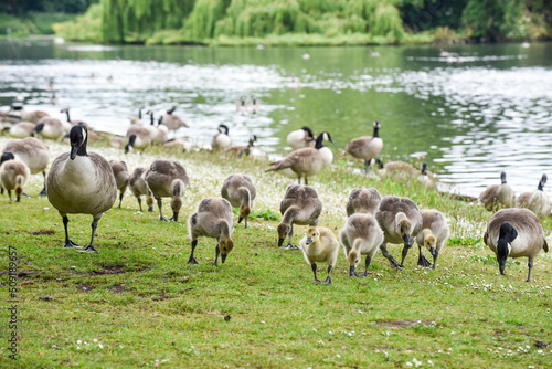 Baby goose chicks or goslings feed at the river bank protected by adult geese © tommoh29