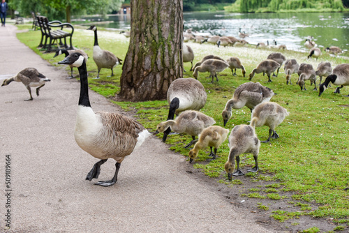 Photography Baby goose chicks or goslings feed at the river bank protected by adult geese