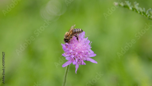 Makroaufnahme einer Biene auf einer violetten Blume © RccBtn