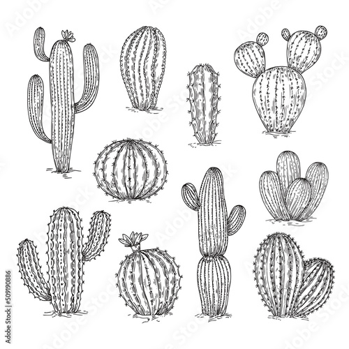 Hand drawn cactus set. Mexico cacti sketch elements. Desert plant and succulents, ink pencil botanical objects. Doodle vintage neoteric vector set