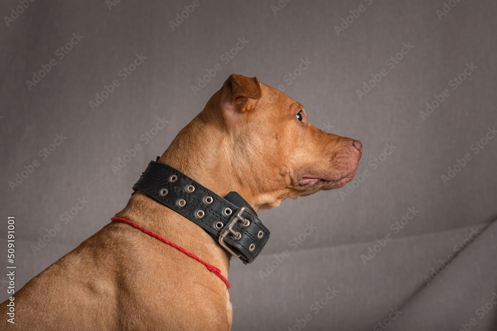 Portrait of a purebred beautiful American Pit Bull Terrier in the studio on a gray background. Portrait of a purebred beautiful American Pit Bull Terrier in the studio on a gray background.