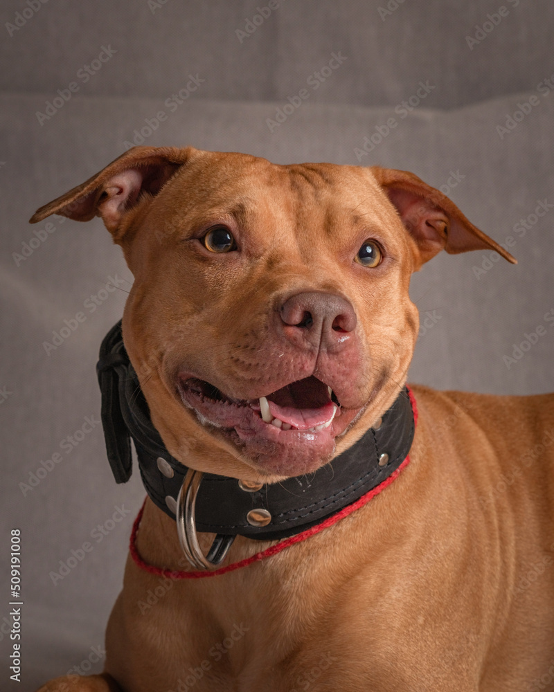 Portrait of a purebred beautiful American Pit Bull Terrier in the studio on a gray background. Portrait of a purebred beautiful American Pit Bull Terrier in the studio on a gray background.
