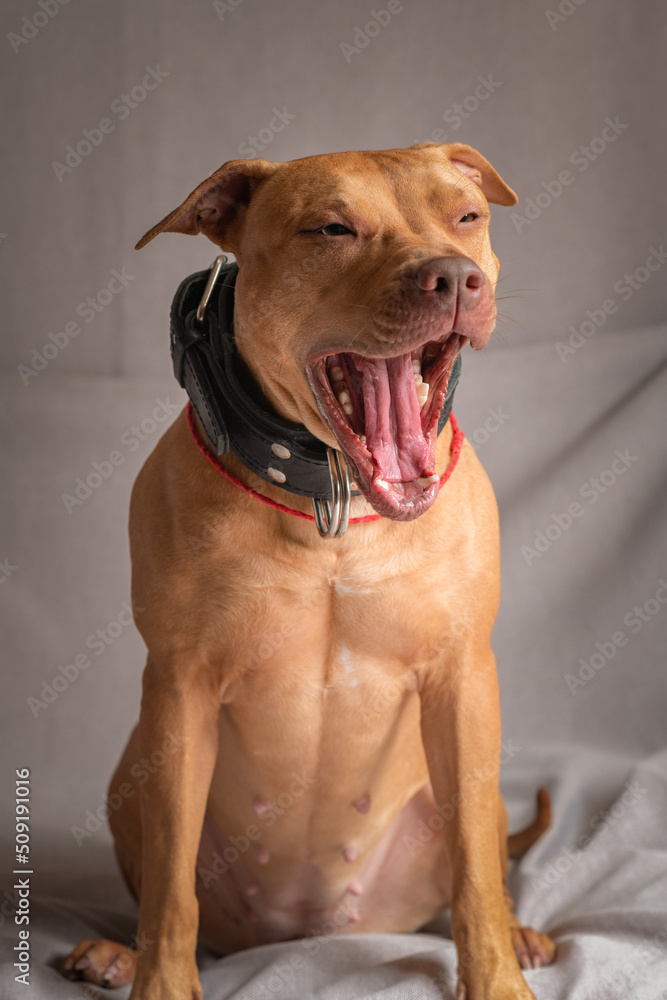 Portrait of a purebred beautiful American Pit Bull Terrier in the studio on a gray background. Portrait of a purebred beautiful American Pit Bull Terrier in the studio on a gray background.