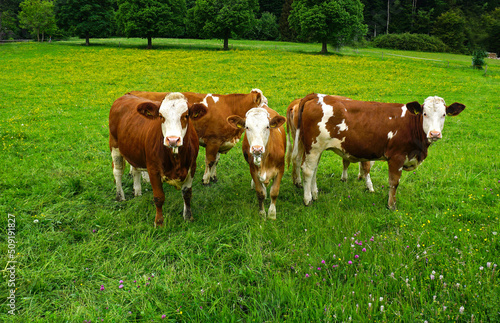 Kuhherde, Weidende Rinder, Grazing cattle, herd of cows, auf der Schwäbischen Alb