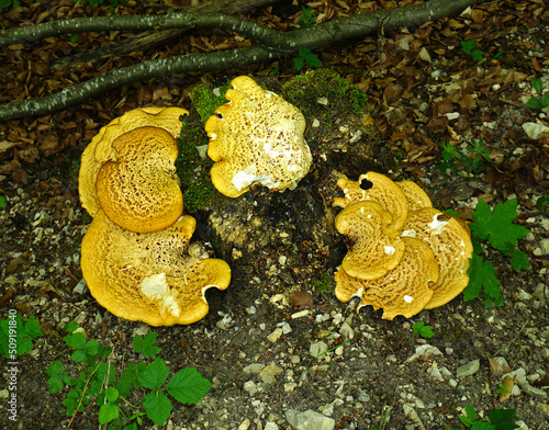 Schuppiger Porling, Schuppiger Stil-Porling,  Cerioporus squamosus, Dryad's saddle, pheasant's back mushroom, photo