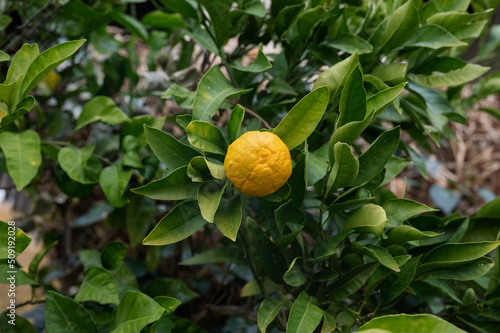 Mandarine growing on a tree