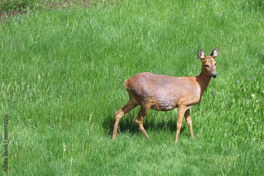 Obraz premium trächtiges reh