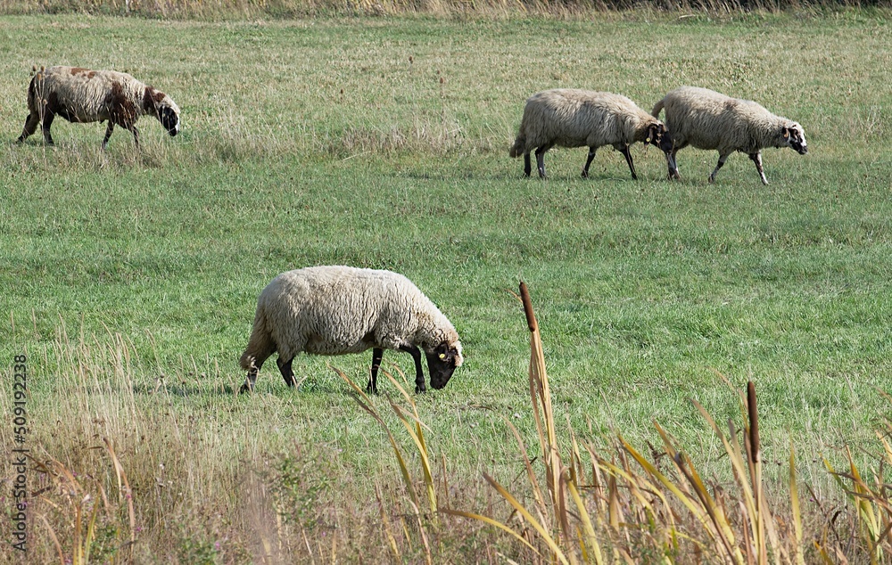 Obraz premium One sheep in the center of the frame, against the background of a small herd of sheep, grazes on a green pasture in the mountains of Bulgaria, bowing its head and chewing grass.