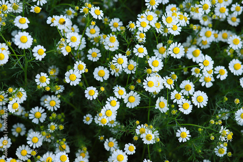 pharmacy chamomile, wild flowers, small, white daisies. Chamomile collection. Medicinal plants.