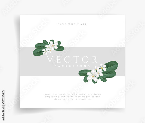 Invitation card plumeria on leaf vector on white background. White flower.