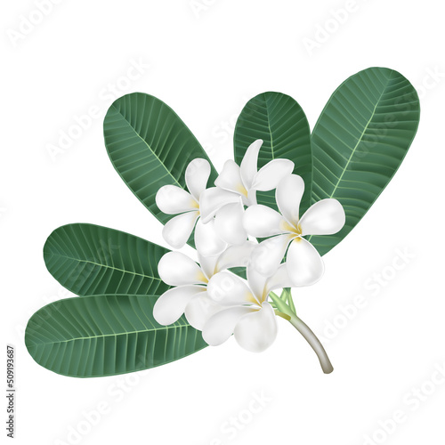 Plumeria or frangipani flower vector on white background. White flower.