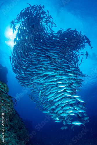 ギンガメアジ "Bigeye trevally" tornado [AGUNI island]