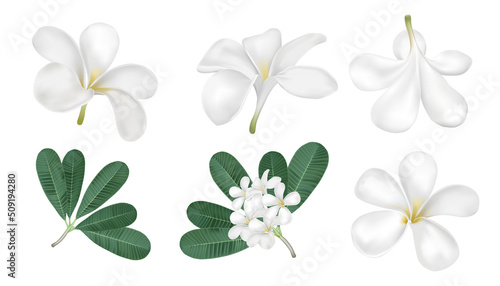 plumeria flower vector on white background for spa or decorate easy to use for your health and care advertising or traditional food photo