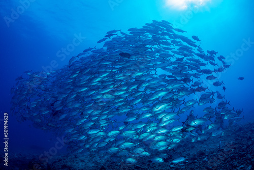 ギンガメアジ "Bigeye trevally" tornado [AGUNI island]