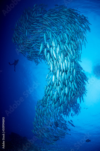 ギンガメアジ "Bigeye trevally" tornado [AGUNI island]