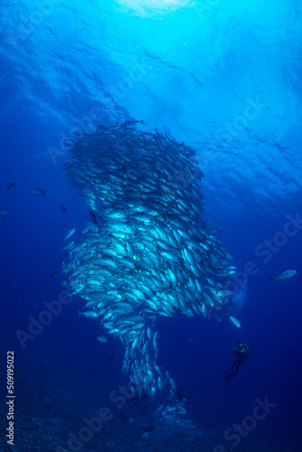 ギンガメアジ "Bigeye trevally" tornado [AGUNI island]