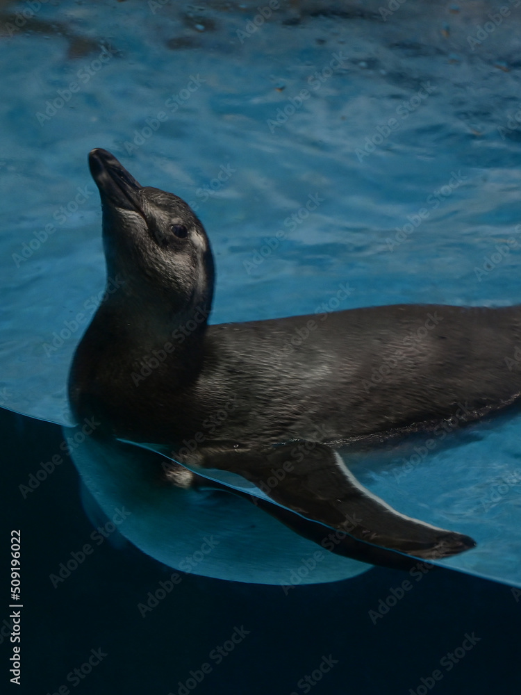 Fototapeta premium Penguins / Shedd Aquarium - Chicago