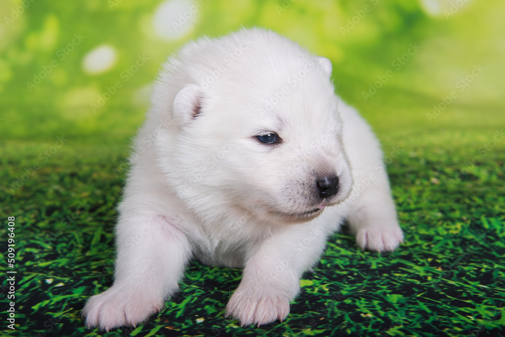 White small Samoyed puppy dog on green grass background White small Samoyed puppy dog on green grass background