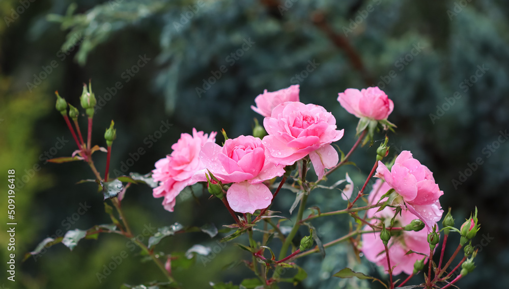 Beautiful pink roses with dew drops in the garden