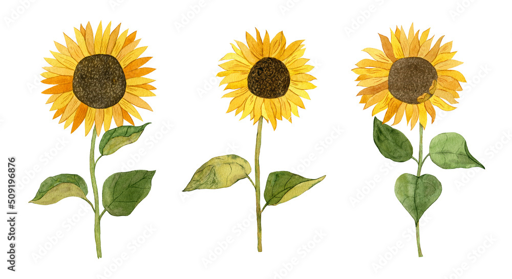 Obraz premium Watercolor set of sunflowers. Botanical illustration. 