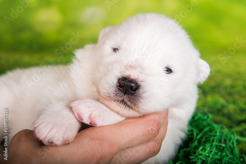 White small Samoyed puppy dog on owner hands green grass background