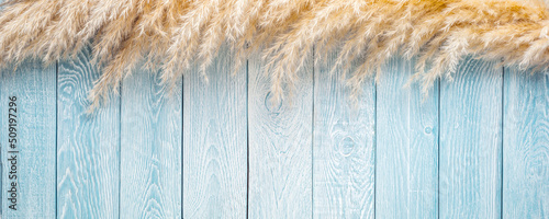 Pampas grass on blue with white painted planks texture background