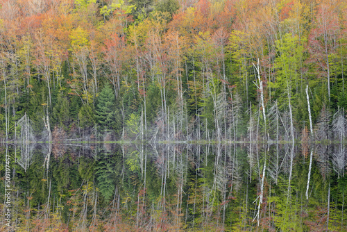 Spring landscape of the shoreline of Scout Lake with mirrored reflections in calm water, Hiawatha National Forest, Michigan's Upper Peninsula, USA