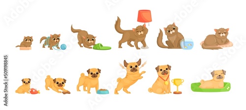 Pets growth stages. Little cat and dog characters, tenderness small animal, dogs and cats petting, love kitten, junior and elderly pet, cute cartoon exact vector illustration photo