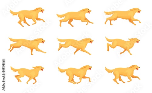 Retriever running animation. Cartoon dog run  motion sequence step 2d character pet  animals doggy poses in movement  running and jumping puppy  exact isolated vector illustration