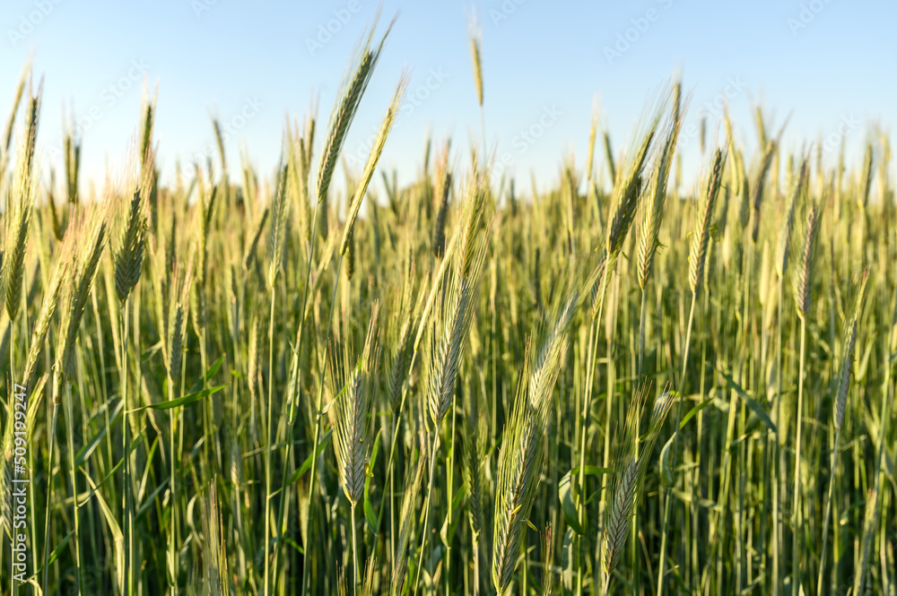 Sprouts of young green wheat. Growing rye in agriculture. Sprouts of young green wheat. Growing rye in agriculture.
