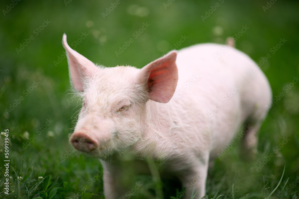 Cutie and funny young pig is standing on the green grass. Happy piglet on the meadow, small piglet in the farm posing on camera on family farm. Regular day on the farm Cutie and funny young pig is standing on the green grass. Happy piglet on the meadow, small piglet in the farm posing on camera on family farm. Regular day on the farm