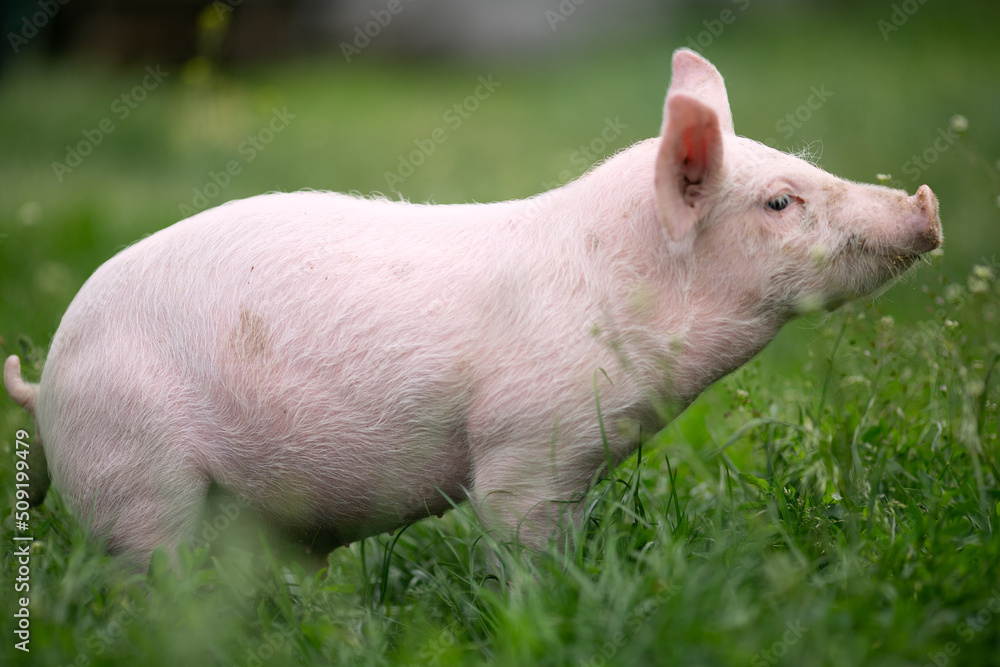 Cutie and funny young pig is standing on the green grass. Happy piglet on the meadow, small piglet in the farm posing on camera on family farm. Regular day on the farm Cutie and funny young pig is standing on the green grass. Happy piglet on the meadow, small piglet in the farm posing on camera on family farm. Regular day on the farm