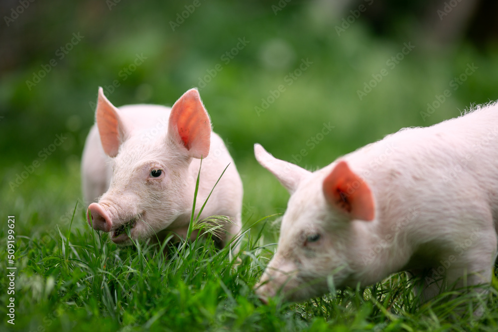 Two cutie and funny young pig is standing on the green grass. Happy piglet on the meadow, small piglet in the farm posing on camera on family farm. Regular day on the farm
Two cutie and funny young pig is standing on the green grass. Happy piglet on the meadow, small piglet in the farm posing on camera on family farm. Regular day on the farm