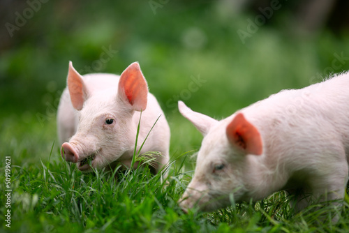 Two cutie and funny young pig is standing on the green grass. Happy piglet on the meadow, small piglet in the farm posing on camera on family farm. Regular day on the farm
