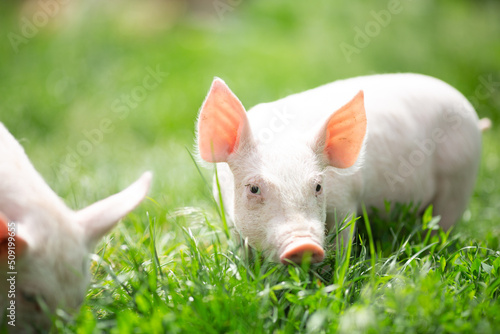 Cutie and funny young pig is standing on the green grass. Happy piglet on the meadow, small piglet in the farm posing on camera on family farm. Regular day on the farm