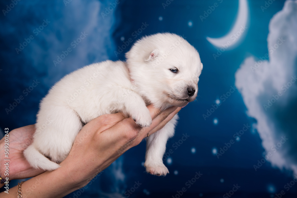 Fototapeta premium White fluffy small Samoyed puppy dog on hands