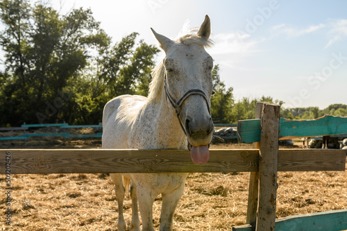 A gray thoroughbred horse on a farm in the summer behind a fence shows his tongue. © Mi_Lara