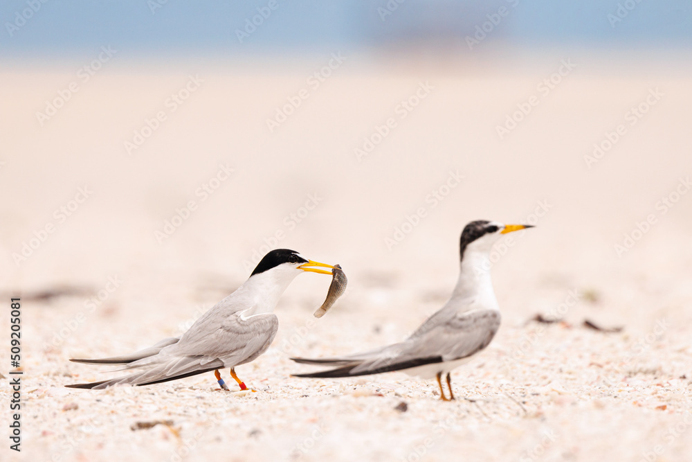 Obraz premium bird on the beach