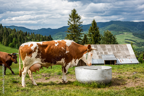 Fototapeta Naklejka Na Ścianę i Meble -  Cows drinking water in farm located in Pieniny Mountains, Poland