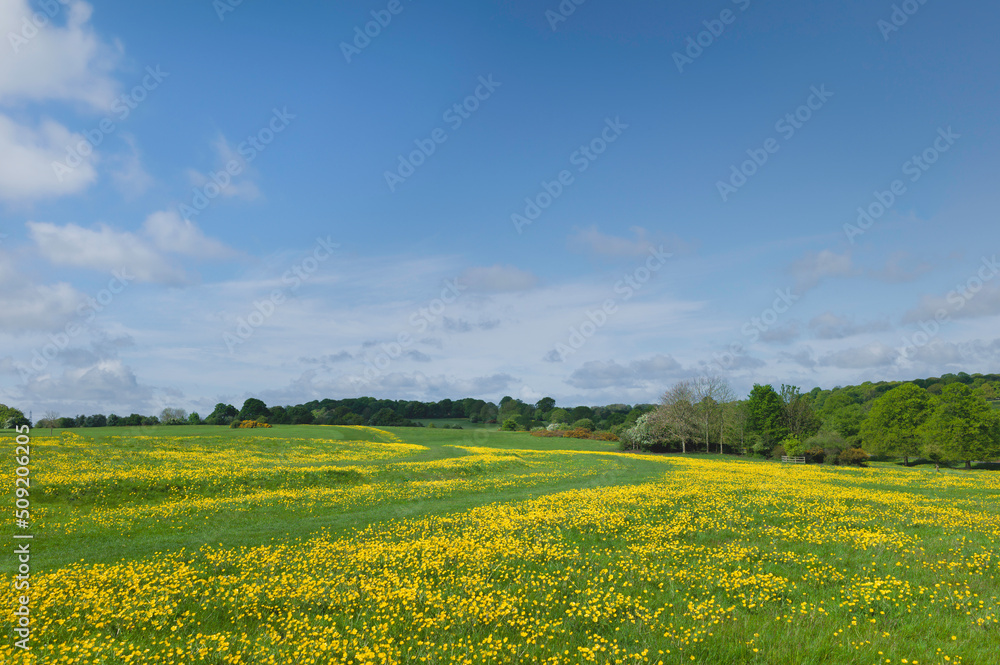 Open pasture with flowering buttercups and flanked by trees under blue sky. Beverley, UK.