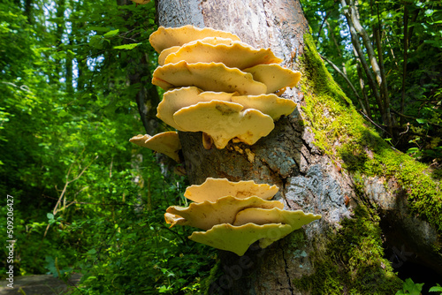 Fotografi Orange bracket fungus growing on a tree, also called Laetiporus sulphureus