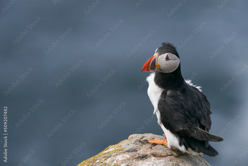 Fototapeta premium Atlantic puffin (Fratercula arctica) amongst spring flowers on a cliff on Great Saltee Island off the coast of Ireland.