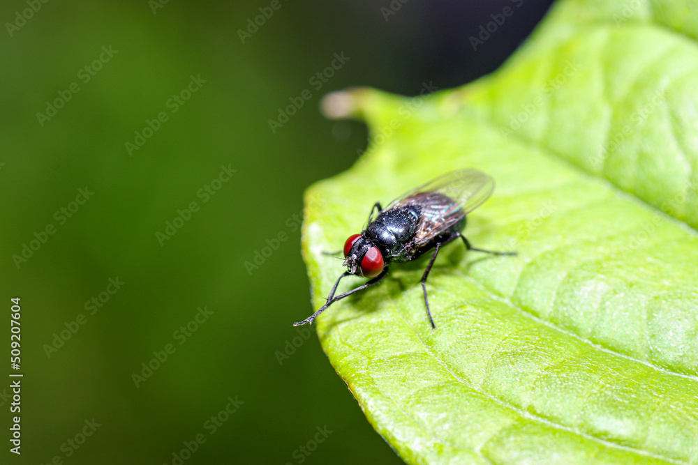 Fototapeta premium fly on leaf