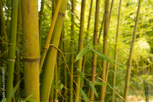 Fototapeta Naklejka Na Ścianę i Meble -  Bambou bamboo nature flower landscape paysage
Forêt forest 