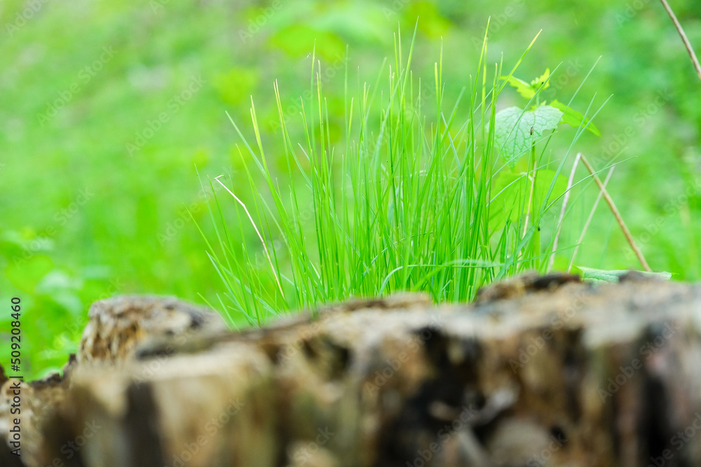 Obraz premium beautiful garden flowers