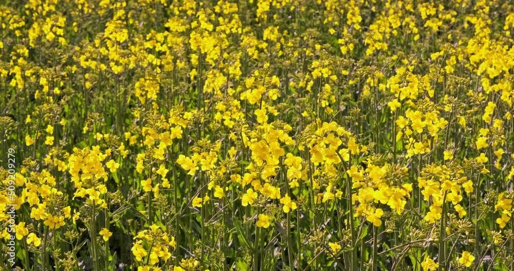 field of beautiful springtime golden flower of rapeseed , rapeseed is plant for green industry field of beautiful springtime golden flower of rapeseed , rapeseed is plant for green industry