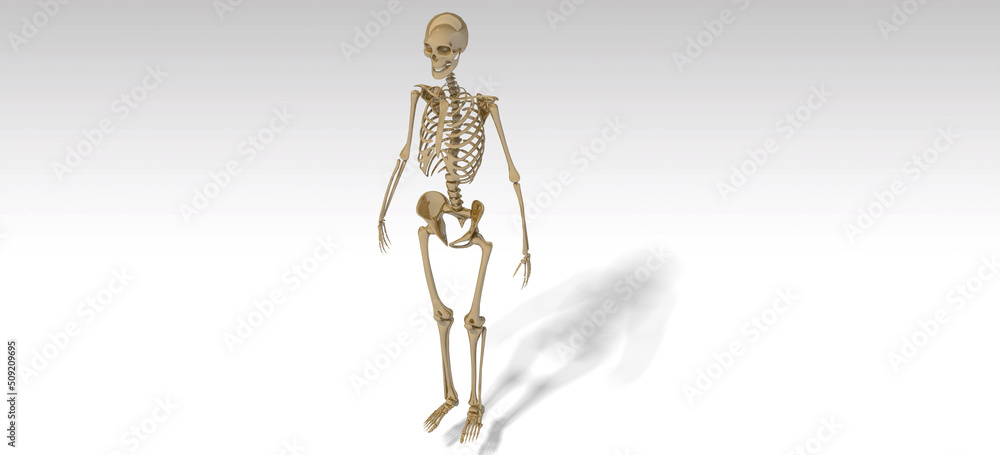 human skeleton horror 3D render human skeleton horror 3D render