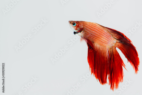 Horizontal format full body photo of a red betta fish with blue eyes isolated looking from right to left on the right-hand side of the photograph with white background. photo