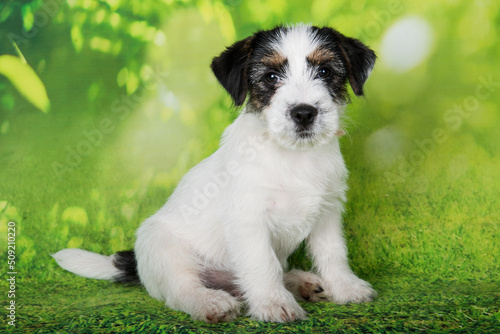 Jack Russell Terrier puppy broken-coated dog on a green background